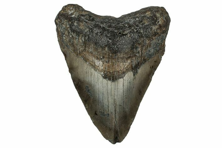 Fossil Megalodon Tooth - North Carolina #351178